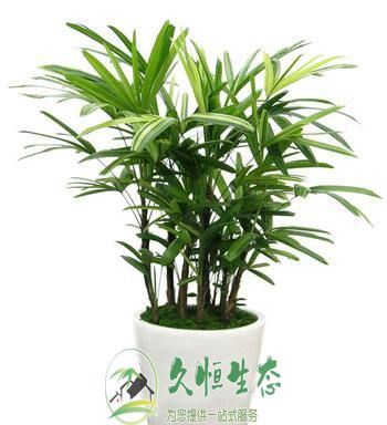 合肥肥东棕竹